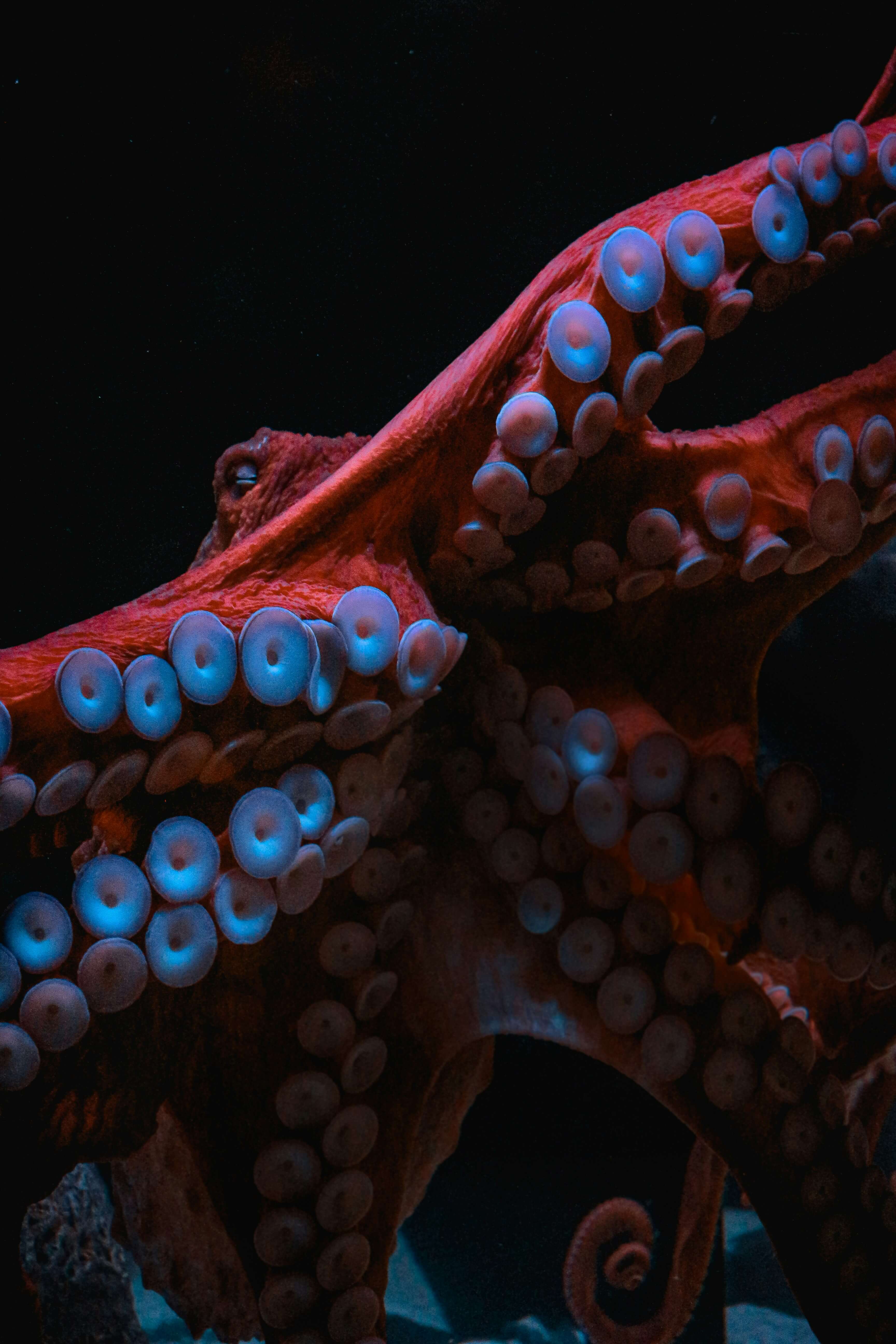Octopus sucker — biomimetic technology inspiration